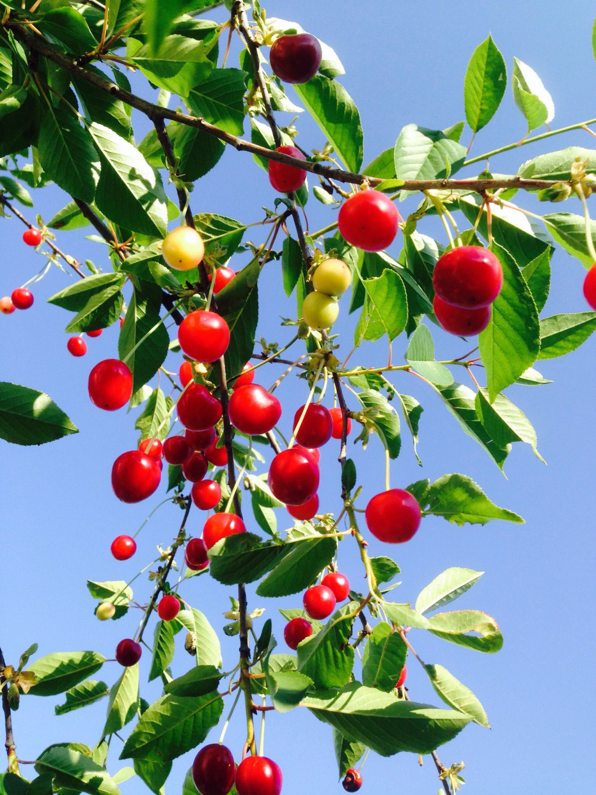 Kütahya VİŞNE FİDANI